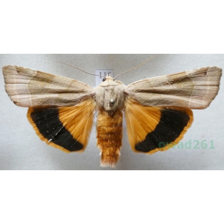 Noctua fimbriata (Schreber, 1759) Rolnica aksamitka Czech11f